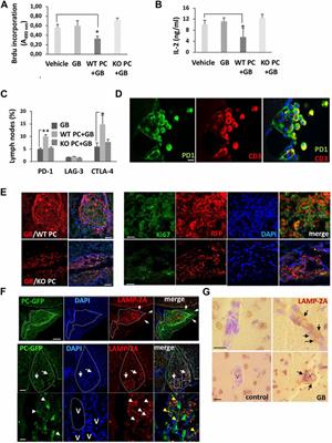 Role of autophagy in angiogenic potential of vascular pericytes